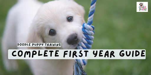 Doodle Puppy Training Timeline: What to Expect in the First Year